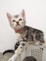 Cute Cat2