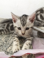 Cute Cat2
