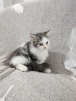 Cute Cat1