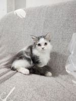 Cute Cat1