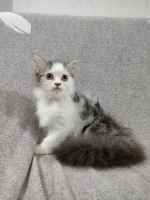 Cute Cat1