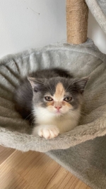 Cute Cat7