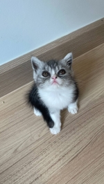 Cute Cat3