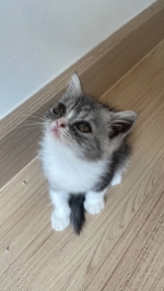 Cute Cat6