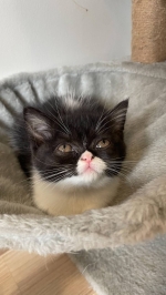 Cute Cat2