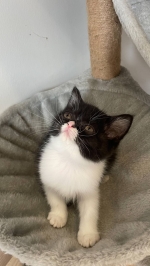 Cute Cat5