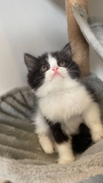 Cute Cat4