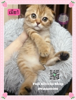 Cute Cat3