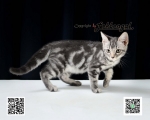 Cute Cat2