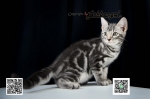 Cute Cat9
