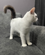 Cute Cat10