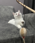 Cute Cat7