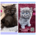 Cute Cat1