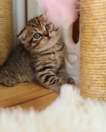 Cute Cat5
