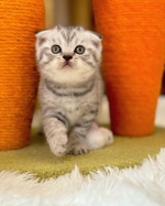 Cute Cat7