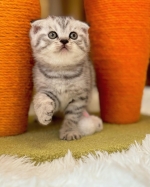 Cute Cat4
