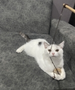 Cute Cat3