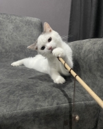 Cute Cat6