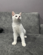 Cute Cat2