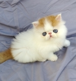 Cute Cat4