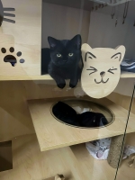 Cute Cat1
