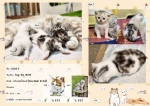 Cute Cat7