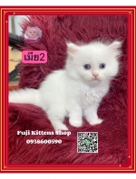 Cute Cat3