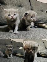 Cute Cat4