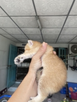 Cute Cat3