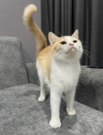 Cute Cat2