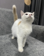 Cute Cat1