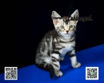 Cute Cat10