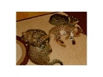 Cute Cat9
