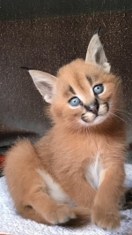 Cute Cat10