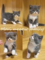 Cute Cat7