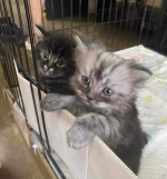 Cute Cat6