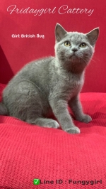 Cute Cat5