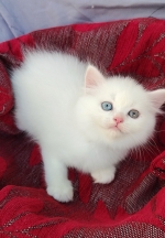Cute Cat4