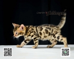 Cute Cat10
