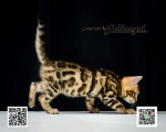 Cute Cat10