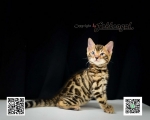 Cute Cat9