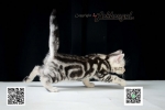 Cute Cat9