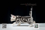 Cute Cat8