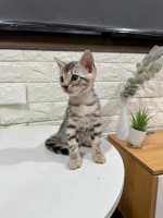 Cute Cat10