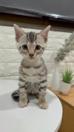 Cute Cat10