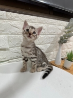 Cute Cat10