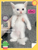 Cute Cat3