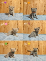 Cute Cat7