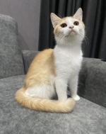 Cute Cat3