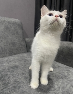 Cute Cat6